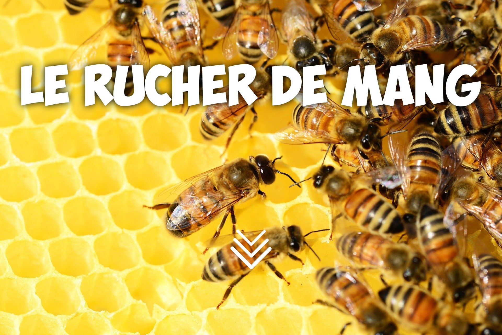 abeilles