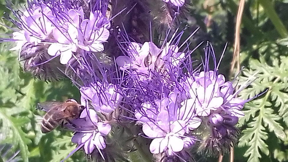 abeille butine
