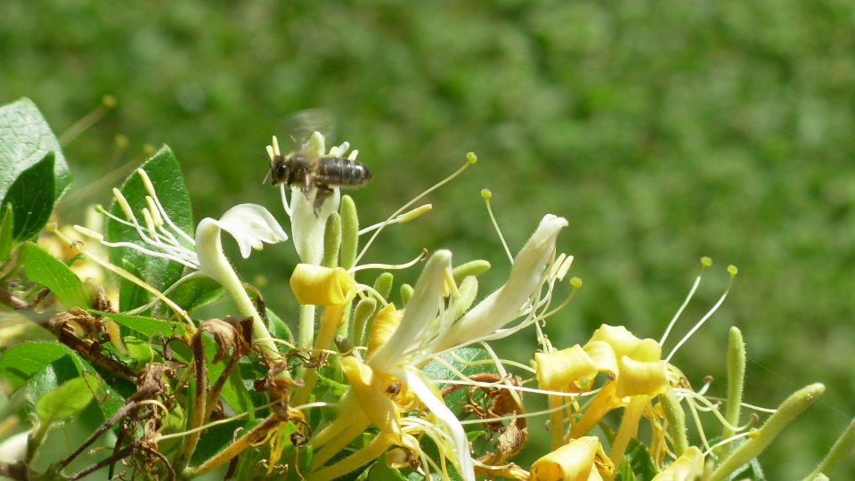 abeille qui butine