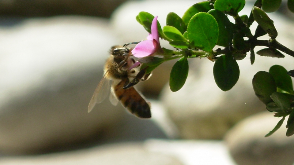 abeille qui butine